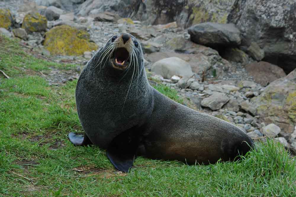 León Marino - Nueva Zelanda 3.jpg